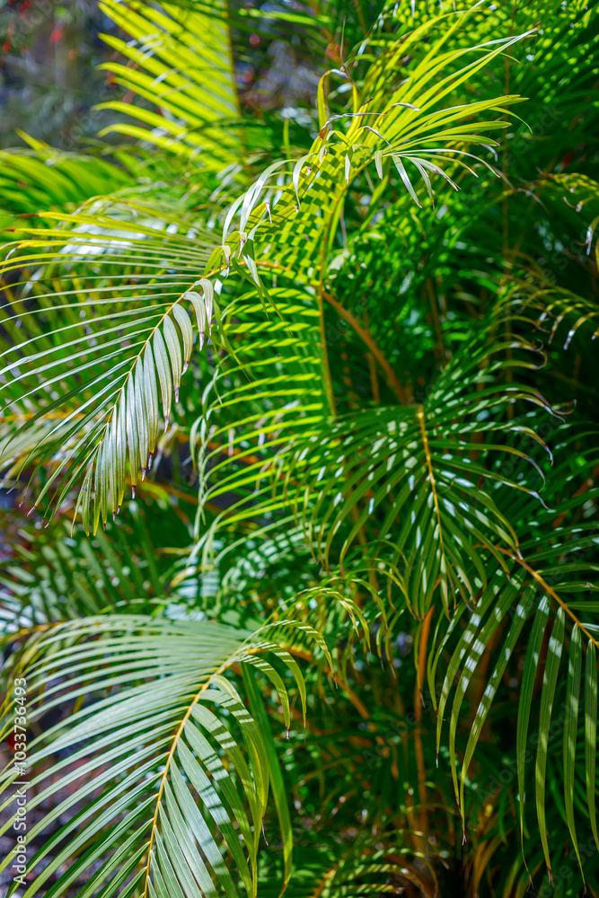A vibrant view of green palm leaves, capturing the natural beauty of foliage under sunlight, perfect for ecological studies or creative content A vibrant view of green palm leaves, capturing the natural beauty of foliage under sunlight, perfect for ecological studies or creative content