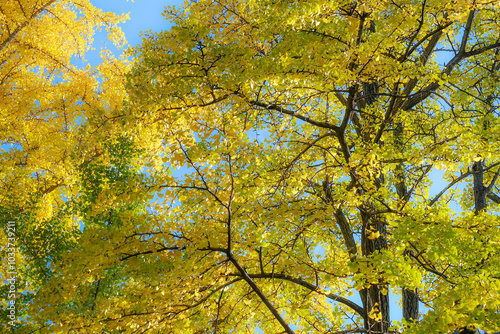 Ginkgo leave. Yellow ginkgo leave in autumn with blue sky