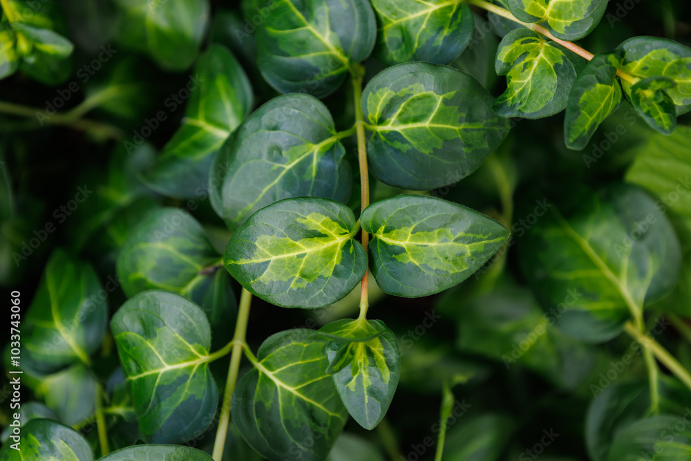 Branch of bright bigleaf periwinkle in spring. Detail of dark green leaves and foliage. Vinca major from the Apocynaceae family. Seasonal wallpaper for design. Natural background. Branch of bright bigleaf periwinkle in spring. Detail of dark green leaves and foliage. Vinca major from the Apocynaceae family. Seasonal wallpaper for design. Natural background.
