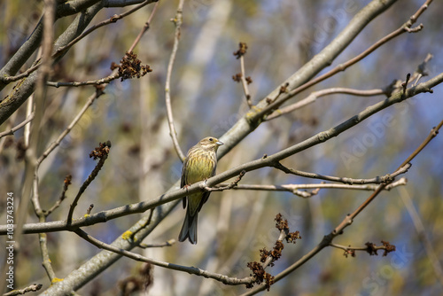 The yellowhammer (Emberiza citrinella) is perched on a branch, looking to the right, illuminated by the sun. Side view, close up, horizontal.