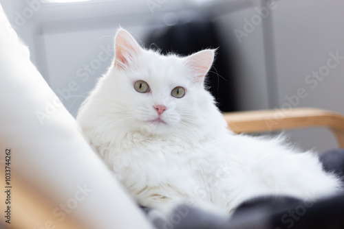 Fotografie Turkish angora white cat with green eyes looking at camera, pets owner relationship concept