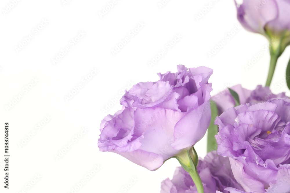 Beautiful violet eustoma flowers on white background. Space for text Beautiful violet eustoma flowers on white background. Space for text