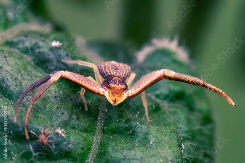 Xysticus croceus spider running on leaves photo