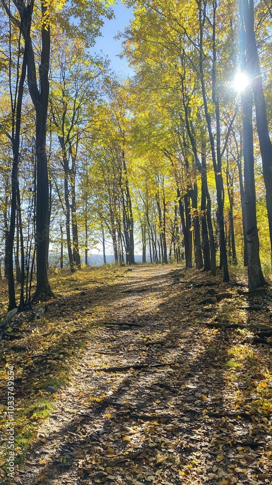 Fototapeta premium Vibrant autumn trail bathed in sunlight, inviting exploration through golden foliage