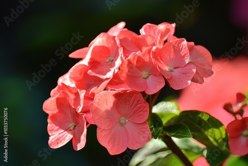 Wallpaper Mural Vibrant coral hydrangea blooms basking in the warm sunlight of a summer garden Torontodigital.ca