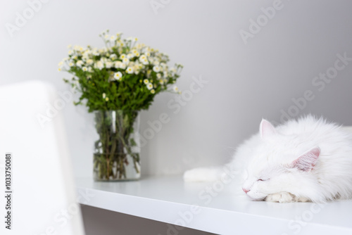 Obraz na plátně Turkish angora white cat with green eyes sleeping with chamomile flowers on white table