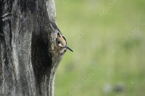 The Eurasian hoopoe (Upupa epops) hunts insects and feeds the chicks. photo