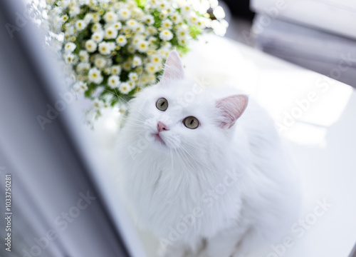Fotografia Turkish angora white cat with green eyes looking on top with chamomile flowers on white table