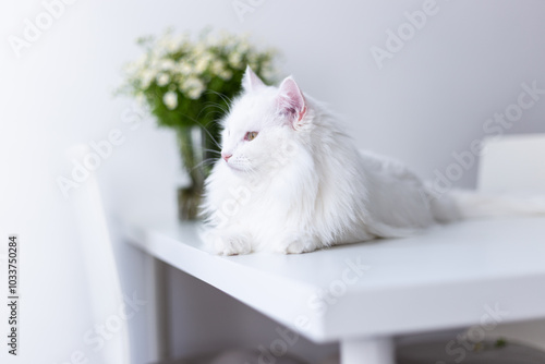 Turkish angora white cat with green eyes looking at the window with chamomile flowers on white table. photo