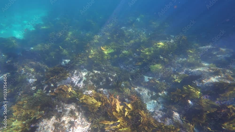 Kelp seaweed forest on the ocean floor. Kelp seaweed forest on the ocean floor.