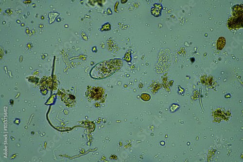 soil fungi storing carbon in the soil. testate amoebae and bacteria cycling nutrients. regenerative agriculture sustainable practices growing healthy food on farms and in crops photo