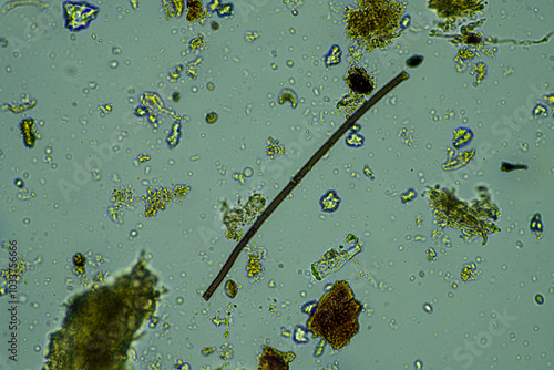 soil fungi storing carbon in the soil. testate amoebae and bacteria cycling nutrients. regenerative agriculture sustainable practices growing healthy food on farms and in crops photo