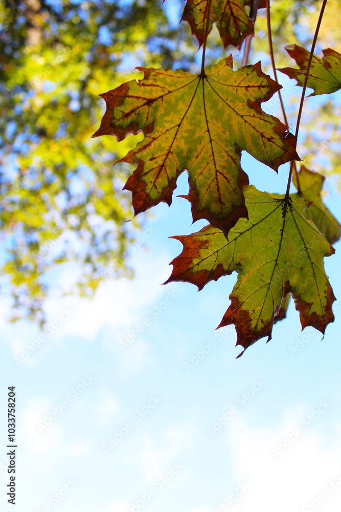 autumn leaves, wedge autumn leaf on a natural background autumn leaves, wedge autumn leaf on a natural background