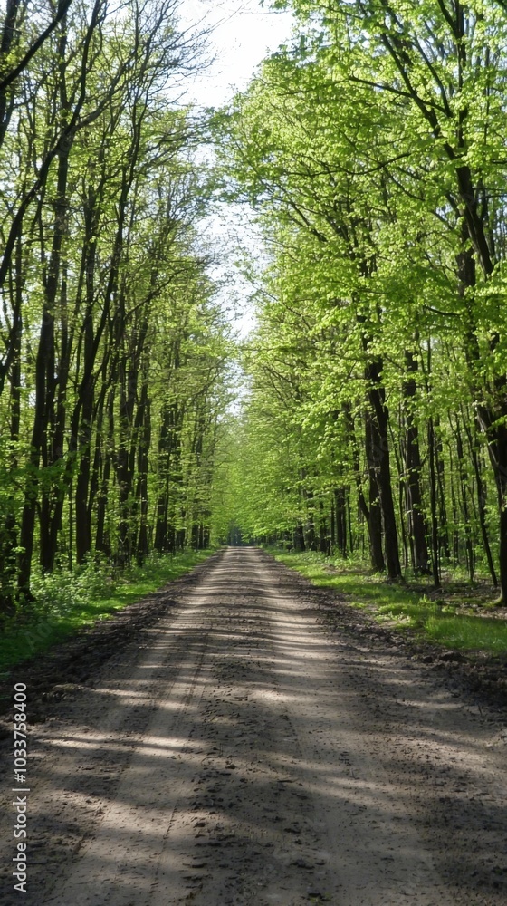 A tranquil dirt road flanked by vibrant green trees on a sunny day in a serene forest A tranquil dirt road flanked by vibrant green trees on a sunny day in a serene forest