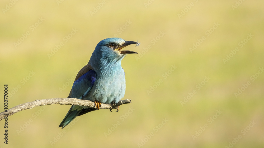 The European roller (Coracias garrulus) is the only member of the roller family breeding in Europe. The European roller (Coracias garrulus) is the only member of the roller family breeding in Europe.