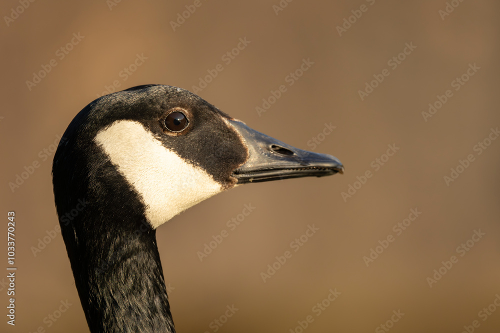 canada goose branta canadensis,common european waterfowl canada goose branta canadensis,common european waterfowl