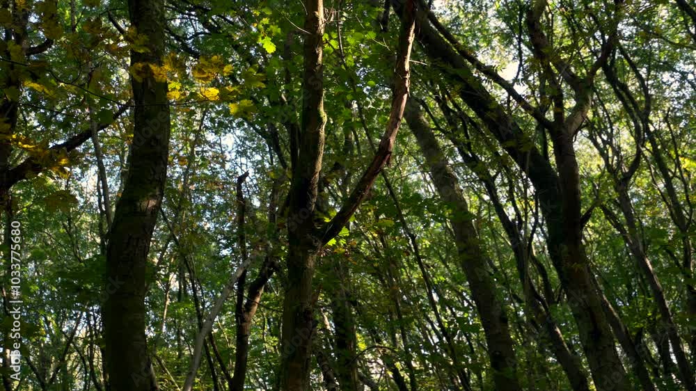 A thick dense forest scene with wind moving leaves and a splash of autumn colour A thick dense forest scene with wind moving leaves and a splash of autumn colour