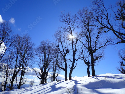 Winter snow mountain cabin panorama. Winter mountain snow forest tree. landscape mountain snow. Winter and cold Winter forest in Algeria, Jijel North Africa, snow covered trees and cold weather. Arabs