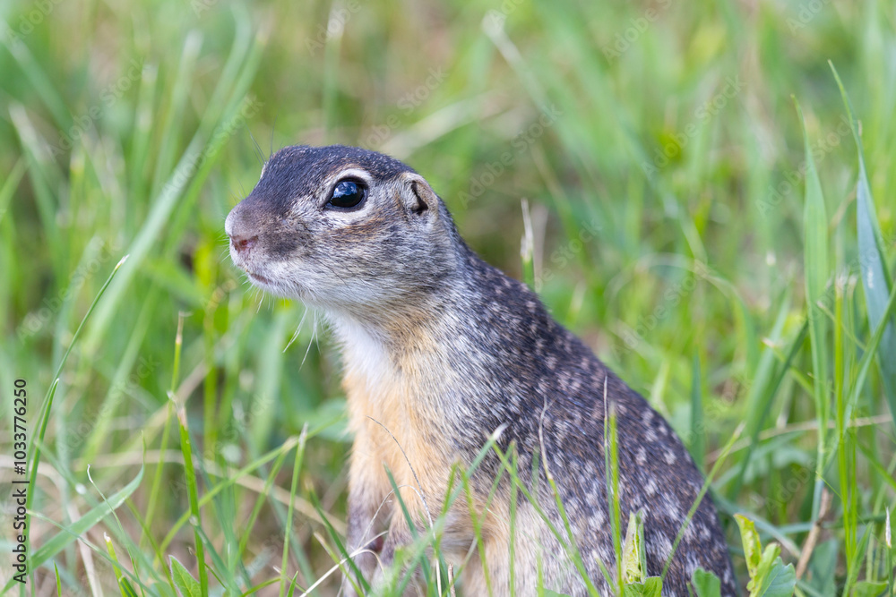 Speckled ground squirrel animal stands on its hind legs Speckled ground squirrel animal stands on its hind legs