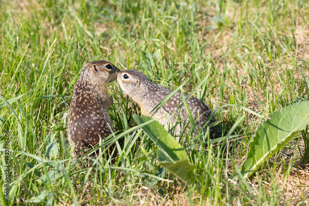 Two Speckled ground squirrels playing in the green grass Two Speckled ground squirrels playing in the green grass