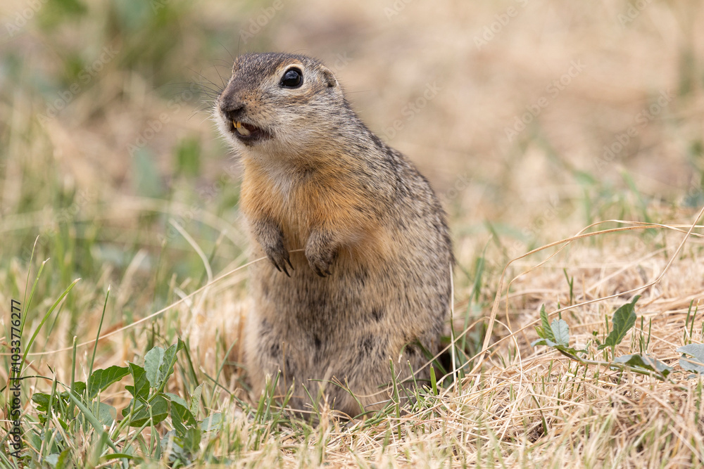 Speckled ground squirrel animal stands on its hind legs Speckled ground squirrel animal stands on its hind legs