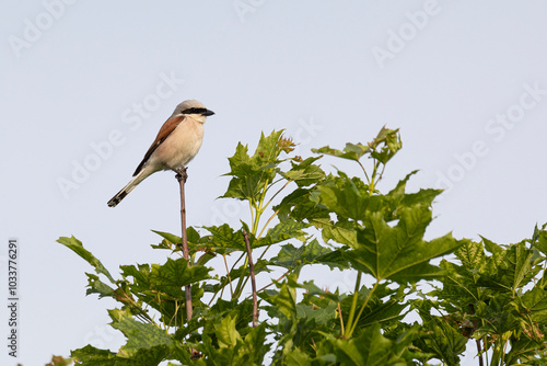 Great  shrike sitting on a tree branch against a blue sky photo