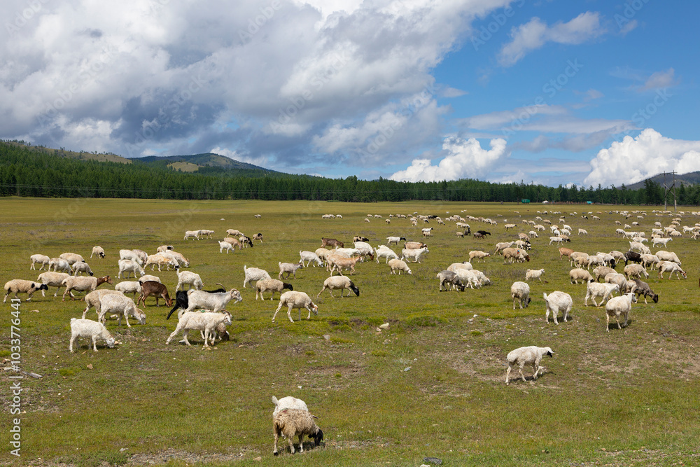 A herd of goats grazes in a mountain pasture. A herd of goats grazes in a mountain pasture.
