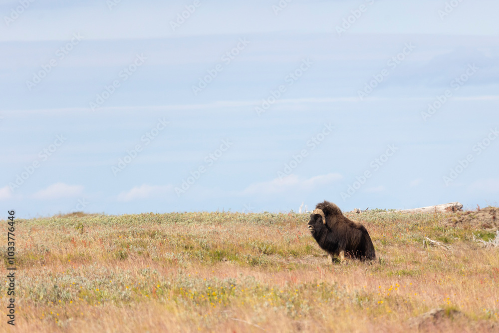 Male muskox. Republic of Sakha, Yakutia, Russia Male muskox. Republic of Sakha, Yakutia, Russia