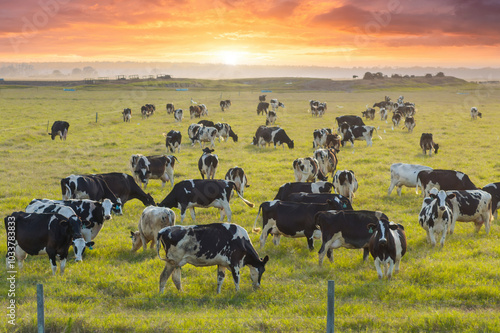 Herd of dairy cattle grazing in pasture field. Milk cows on green farm grassland in Florida