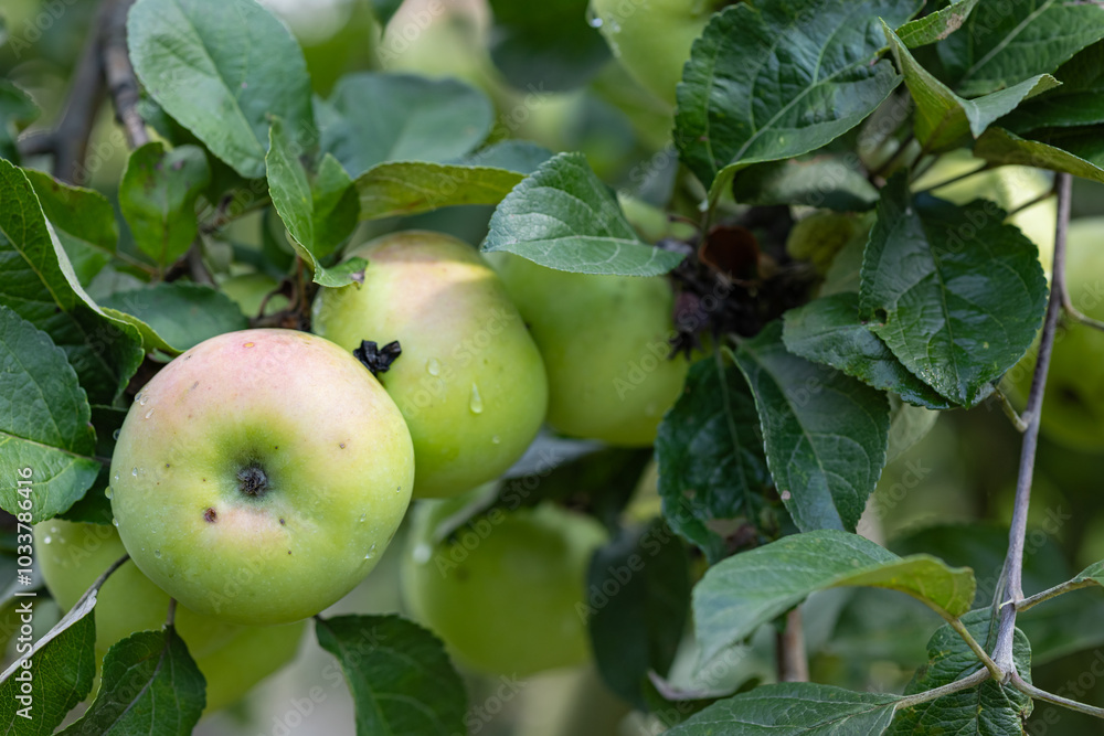 Fresh green apples hanging on a tree branch with dewdrops on a sunny day. Concept of organic fruit harvest, nature, and healthy eating in an orchard Fresh green apples hanging on a tree branch with dewdrops on a sunny day. Concept of organic fruit harvest, nature, and healthy eating in an orchard