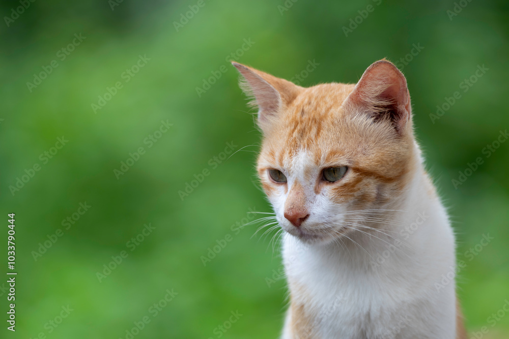 Portrait of a white and brown cat sitting and looking down Portrait of a white and brown cat sitting and looking down