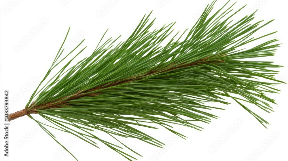 A well-defined pine tree branch lies against a clean white backdrop, highlighting the intricate details of its needles and structure for organic or natural-themed designs A well-defined pine tree branch lies against a clean white backdrop, highlighting the intricate details of its needles and structure for organic or natural-themed designs