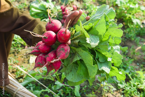 the man's hands hold the harvest of the radish plucked from the garden, A farmer in gloves holds a bunch of fresh radishes close-up. Harvesting. Farming and horticulture.