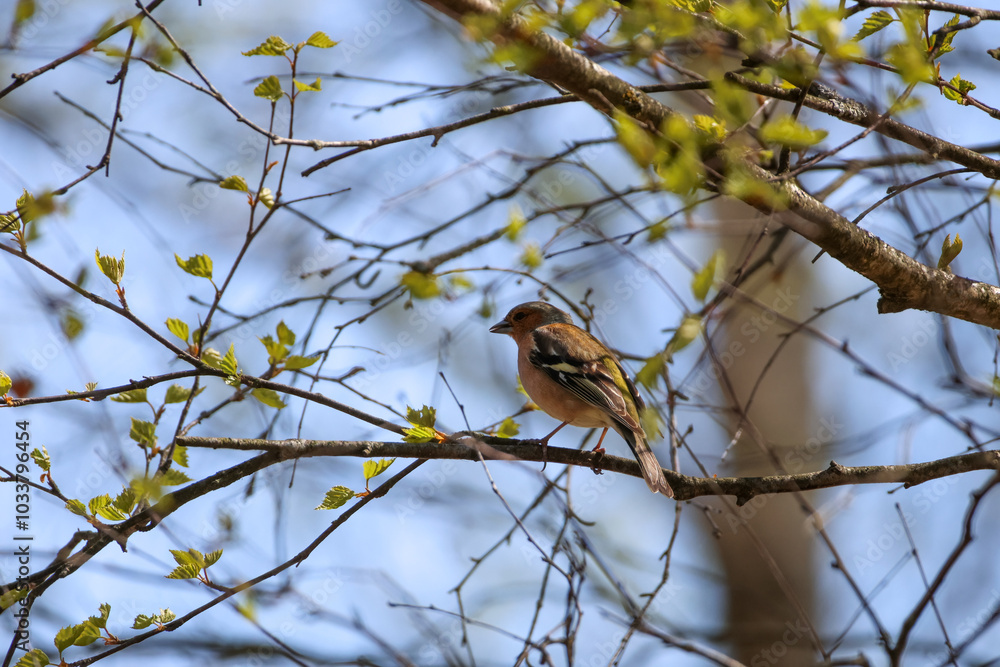 The Eurasian chaffinch, common chaffinch, or simply the chaffinch is perched on a branch, looking to the left, illuminated by the sun. Side view, close up, horizontal. The Eurasian chaffinch, common chaffinch, or simply the chaffinch is perched on a branch, looking to the left, illuminated by the sun. Side view, close up, horizontal.