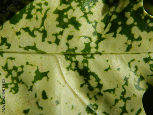 Green leaf background from tropical area