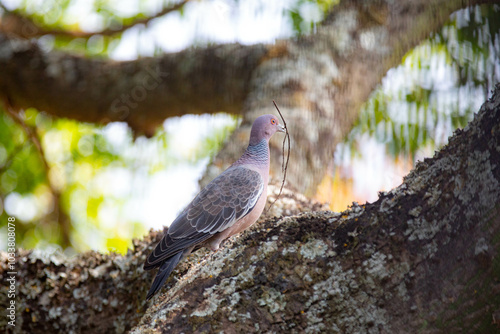 Wild dove known as 