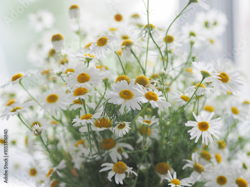 A bunch of white daisies with yellow centers. The flowers are in a vase and are arranged in a way that they are all facing the same direction. The vase is placed on a table.