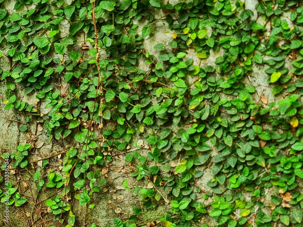 A concrete wall covered with vines, in a cafe A concrete wall covered with vines, in a cafe