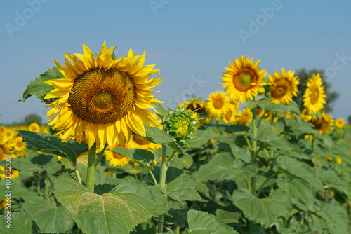 Worker bees on beautiful sunflower