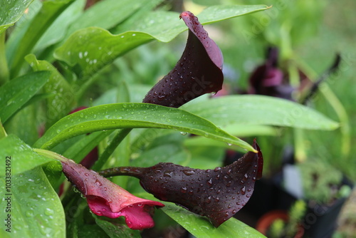 Zantedeschia Kalla Odessa czarny photo