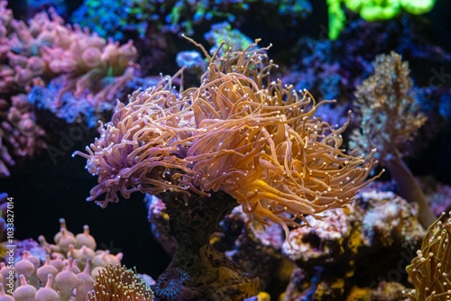 cultured torch coral move long fluorescent orange tentacle, soft coral on frag plug, reef marine aquarium, beautiful live rock ecosystem aquascape, popular pet in LED actinic blue light, shadow play photo