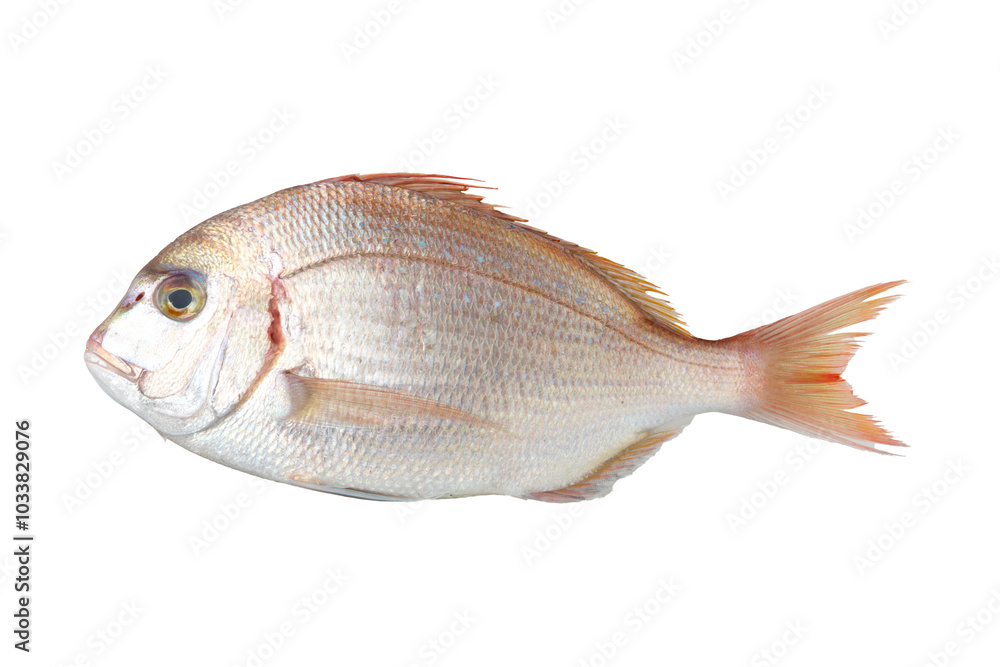 鯛 鯛