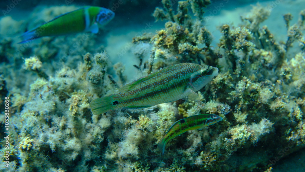 Fototapeta premium East Atlantic peacock wrasse (Symphodus tinca) undersea, Aegean Sea, Greece, Halkidiki, Pirgos beach