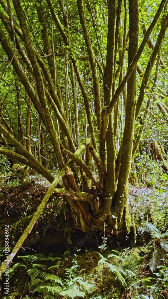 Dense Forest with Moss-Covered Trees Dense Forest with Moss-Covered Trees