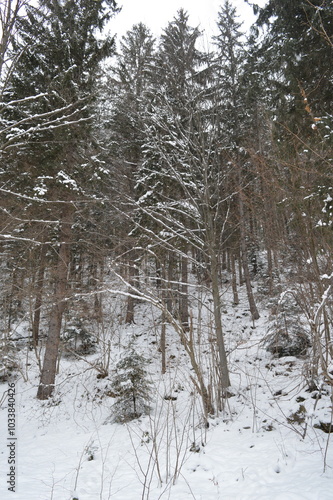 Tall tree trunks in coniferous forest in winter photo