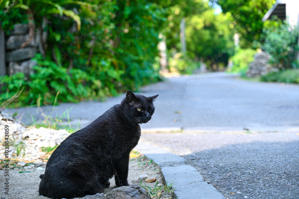 日本最南端の離島に住む黒猫
