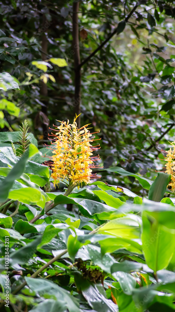 Obraz premium Grandes flores amarillas de Hedychium gardnerianum