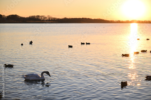 夕日に照らさせる雄大な多々良沼と白鳥 photo