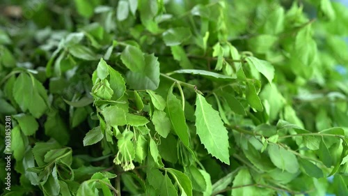 Wallpaper Mural Fresh basil leaves ready to cook Thai food Torontodigital.ca
