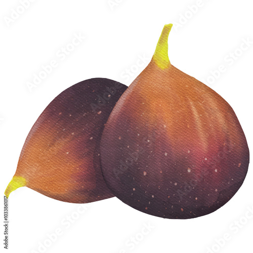 Realistic two figs. Vector illustration of fresh slice figs isolated on white background. Sweet juicy fruit. Summer tropical fruits for a healthy lifestyle.